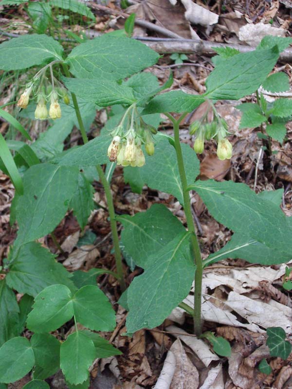 Symphytum tuberosum